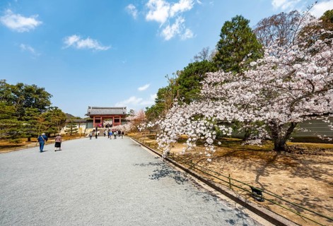 Wide path with blooming cherry tree, leads to the Chumon Gate of Ninna-ji Temple, Buddhist temple