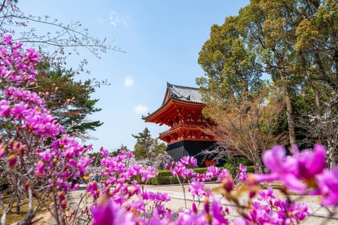 Purple blooming tree in spring with Shoro bell tower, Ninna-ji Temple, Buddhist temple complex,