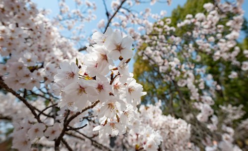 Blossoms, Blooming Cherry Trees, Ninna-ji Temple, Buddhist Temple Complex, Kyoto, Japan