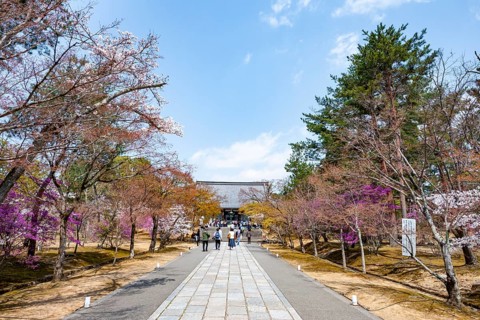 Path lined with blooming trees in spring, Kondo main hall of Ninna-ji Temple, Buddhist temple