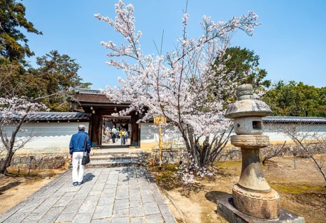 Entrance to Miedo of Ninna-ji Temple, cherry blossom in spring, Buddhist temple complex, Kyoto,