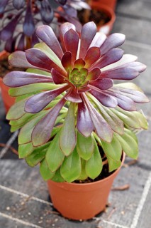 'Aeonium Arboreum' succulent with green and dark purple leaves. Decorative rosette-shaped plant in