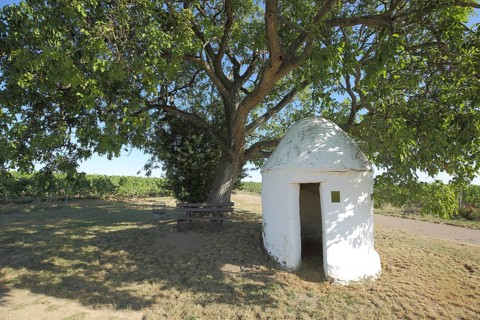 Trullo am Baum mit Bench, Vineyards, Grapevines, Wine-growing region, Weinberghäuschen,