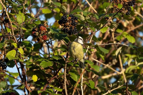 Blue tit (Cyanistes caeruleus) adult bird on blackberries in summer, England, United Kingdom