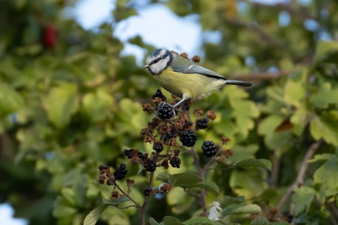 Blue tit (Cyanistes caeruleus) adult bird in a hedgerow on blackberries in summer, England, United