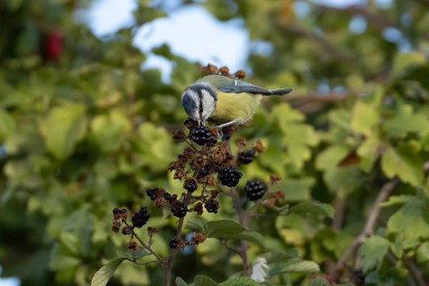 Blue tit (Cyanistes caeruleus) adult bird in a hedgerow feeding on blackberries in summer, England,