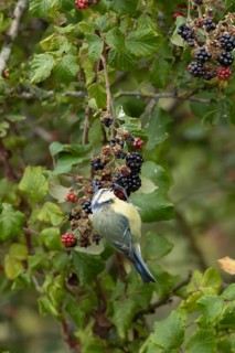 Blue tit (Cyanistes caeruleus) adult bird in a hedgerow feeding on blackberries in summer, England,
