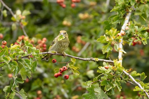 European greenfinch (Chloris chloris) adult bird in a Hawthorn hedgerow with red berries in summer,