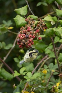 Blue tit (Cyanistes caeruleus) adult bird in a hedgerow feeding on blackberries in summer, England,