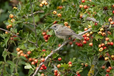 Eurasian blackcap (Sylvia atricapilla) adult female bird in a Hawthorn hedgerow with red berries in