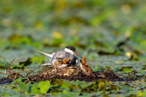 White-bearded terns (Childonias hybride) feeding with young birds on their nest, Danube Delta,