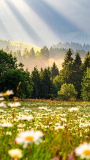 A sunlit meadow with daisies against a forest backdrop under a blue sky, Late summer country