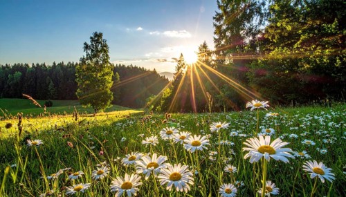 A sunlit meadow with daisies against a forest backdrop under a blue sky, Late summer country