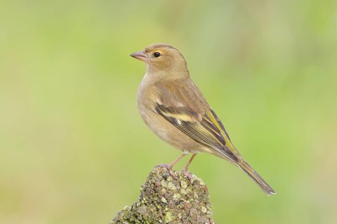 Chaffinch (Fringilla coelebs), adult female sitting on a stone in the garden, wildlife, animals,