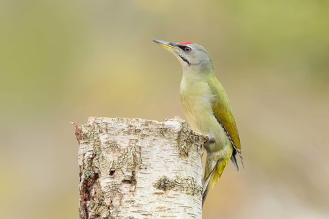 Grey woodpecker (Picus canus), male on a birch tree, wildlife, woodpeckers, nature photography,