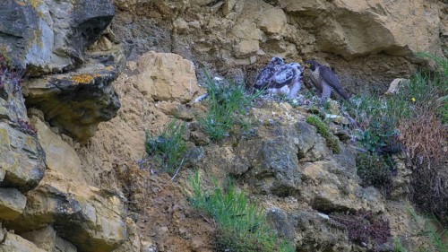 Peregrine falcon (Falco peregrinus), adult female in her habitat feeding nestlings in picturesque