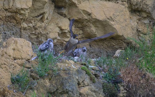 Peregrine falcon (Falco peregrinus), adult female taking off from Felsenhorst after feeding