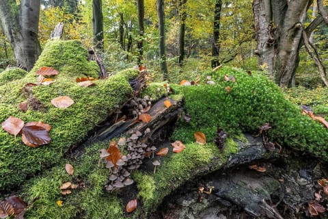 Helmlinge (Mycena), Emsland, Lower Saxony, Germany