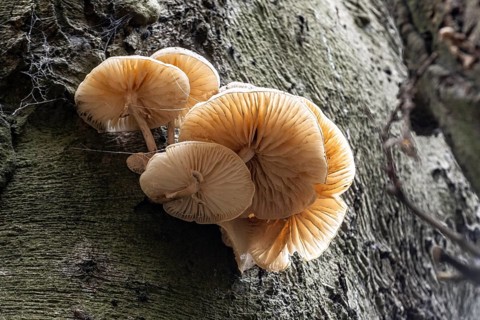 Ringed beech mucida (Oudemansiella mucida), Emsland, Lower Saxony, Germany