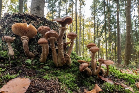 Common Hallimash (Armillaria ostoyae), Emsland, Lower Saxony, Germany