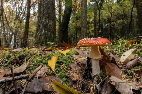 Toadstool (Amanita muscaria), Emsland, Lower Saxony, Germany