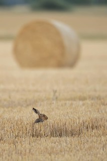 European brown hare (Lepus europaeus) adult animal in a farmland stubble field with a straw or hay