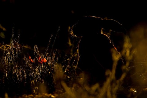 European brown hare (Lepus europaeus) adult animal backlit in a farmland field in summer, England,