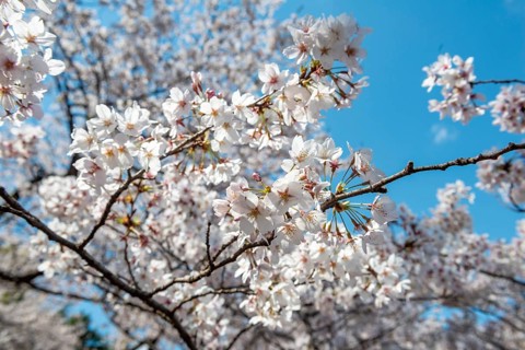 Cherry tree blossoms in spring, Yoyogi Park, Hanami Festival, Shibuya Ward, Shibuya District,