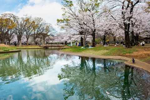 Reflection in a pond, cherry trees blooming in spring, Yoyogi Park, Hanami Festival, Shibuya Ward,