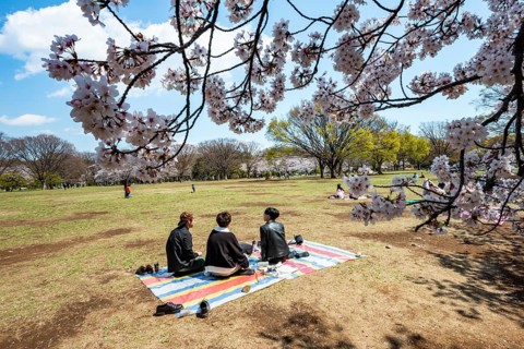 People picnicking under cherry blossoms in Yoyogi Park, Hanami Festival, Shibuya District, Tokyo,