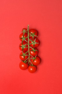 Tomatoes, tomato vine on red background
