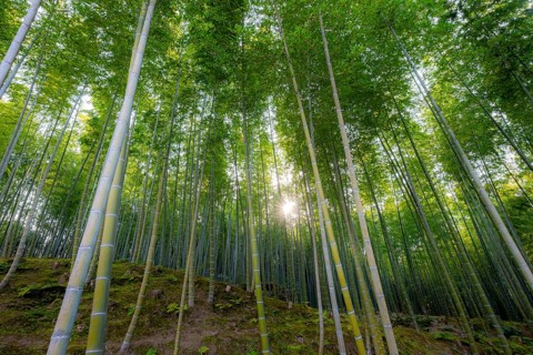 Towering bamboo stems in Arashiyama bamboo forest, with sun star, Kyoto, Japan