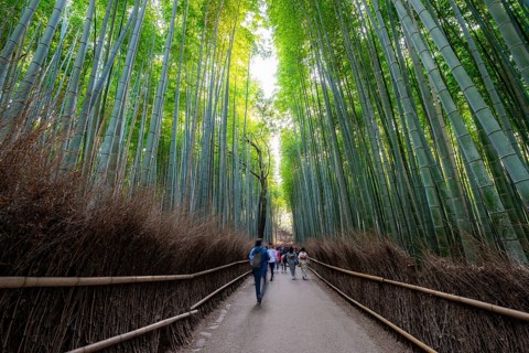 Visitors on their way through bamboo forest, long exposure, towering bamboo stems in Arashiyama