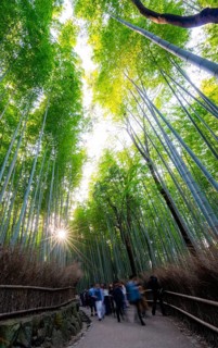 Visitors on their way through bamboo forest, long exposure, towering bamboo stems in Arashiyama