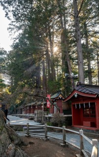 Sun shining through cedar forest, Shinto Shrine, Kitaguchi-hongu Fuji Sengen Shrine, Shinto shrine