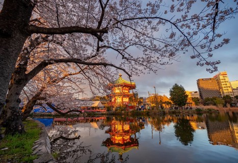 Shinobazunoike Bentendo temple reflected in lake at sunset, Shinobazu pond, lakeside cherry blossom