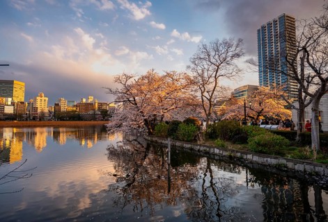 Skyscrapers reflected in lake at sunset, Shinobazu pond, lakeside cherry blossoms in spring, Hanami