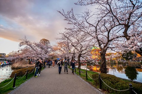 Lakeside path at sunset, Shinobazu Pond, lakeside cherry blossoms in spring, Hanami Festival, Ueno