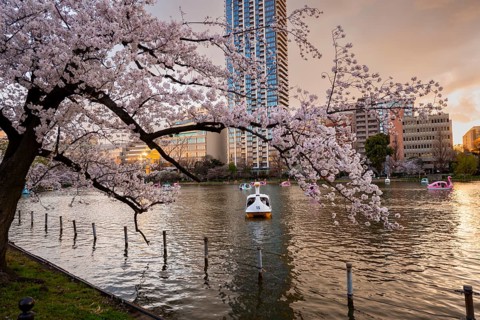 Paddleboats in lake at sunset, Shinobazu pond, lakeside cherry blossoms in spring, Hanami Festival,