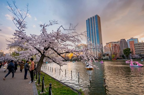 Lakeside visitors and paddleboats in the lake at sunset, Shinobazu Pond, lakeside cherry blossoms