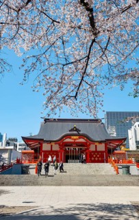 Shinto Shrine main building, Hanazono Shrine, cherry trees blooming in spring, Shinjuku City, Tokyo