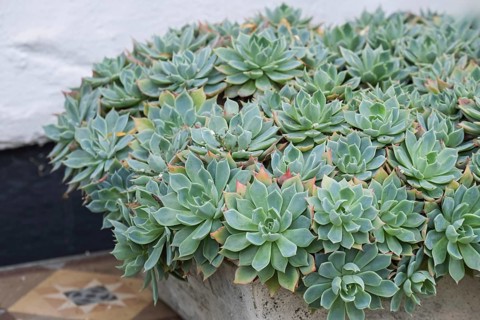 Echeveria, Fettblatt Rosette, North Rhine-Westphalia, Germany