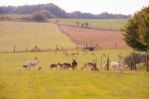 Red deer in an outdoor enclosure, Cape Arkona, Wittow Peninsula, Putgarten, Rügen Island,