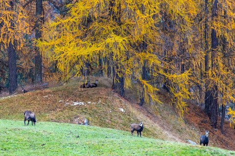 Chamois (Rupicapra rupicapra) in front of yellow larches (Larix), autumn, Zernez, Engadin,