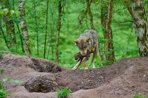 The female wolf carefully carries a puppy through the forest, wolf (Canis lupus), summer, Germany