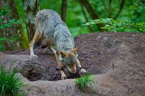 A female wolf carefully carries a puppy through the forest at the Wolfshöhle, wolf (Canis lupus),