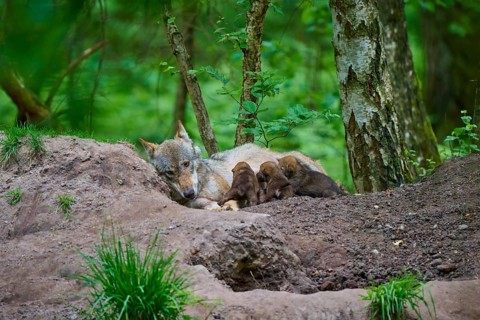 A resting female wolf suckles her puppies in the protective forest, wolf (Canis lupus), summer,