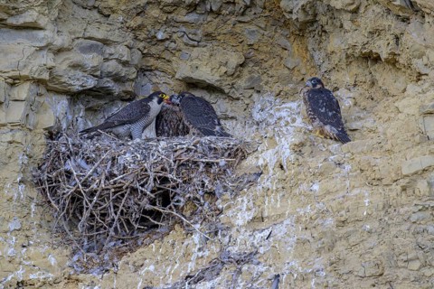 Peregrine falcon (Falco peregrinus), Peregrine falcon, feeding young birds in a raven nest in a