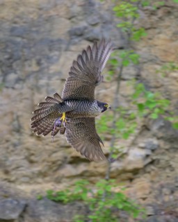 Peregrine falcon (Falco peregrinus), Peregrine falcon, flying with prey on a rock wall, biosphere