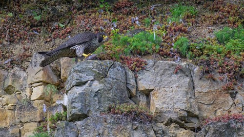 Peregrine falcon (Falco peregrinus), Peregrine falcon, resting on a rock, biosphere area, Swabian